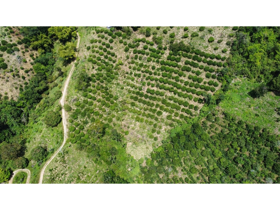 FINCA 15 HECTÁREAS LA VIRGINIA RDA - 4