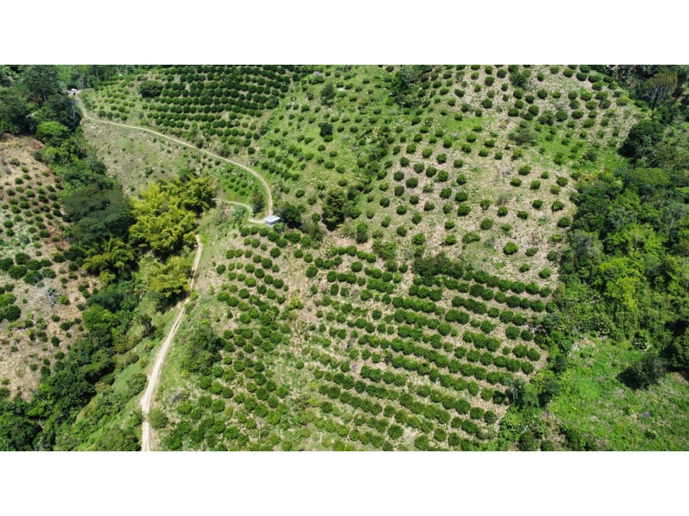 FINCA 15 HECTÁREAS LA VIRGINIA RDA - 5