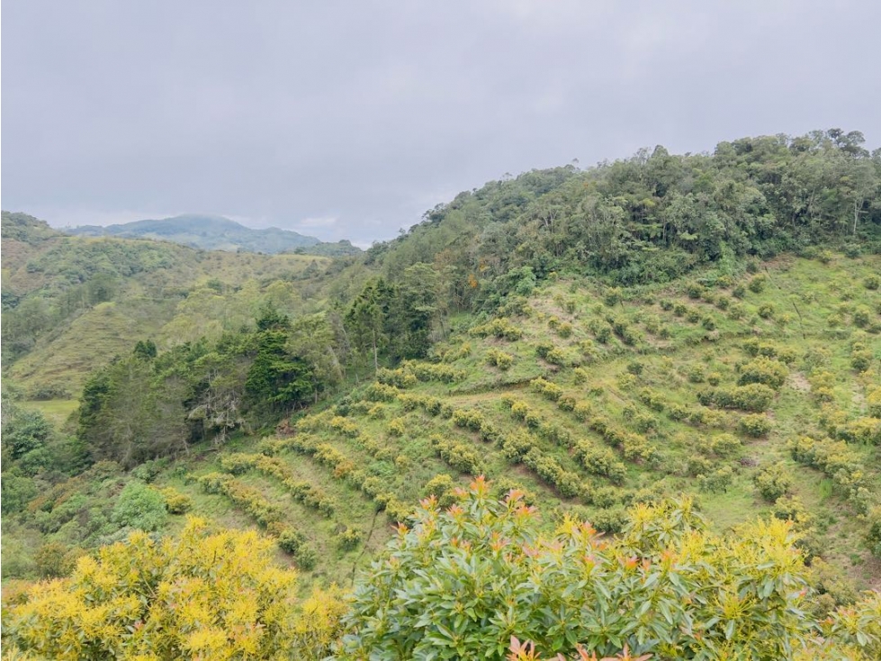 Finca 17 HAS En Granada Antioquia Vereda El Concilio $6.000M - 1