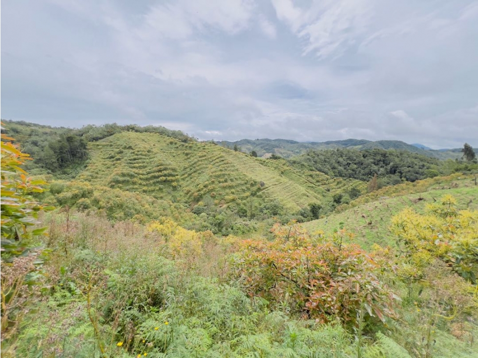 Finca 17 HAS En Granada Antioquia Vereda El Concilio $6.000M - 4