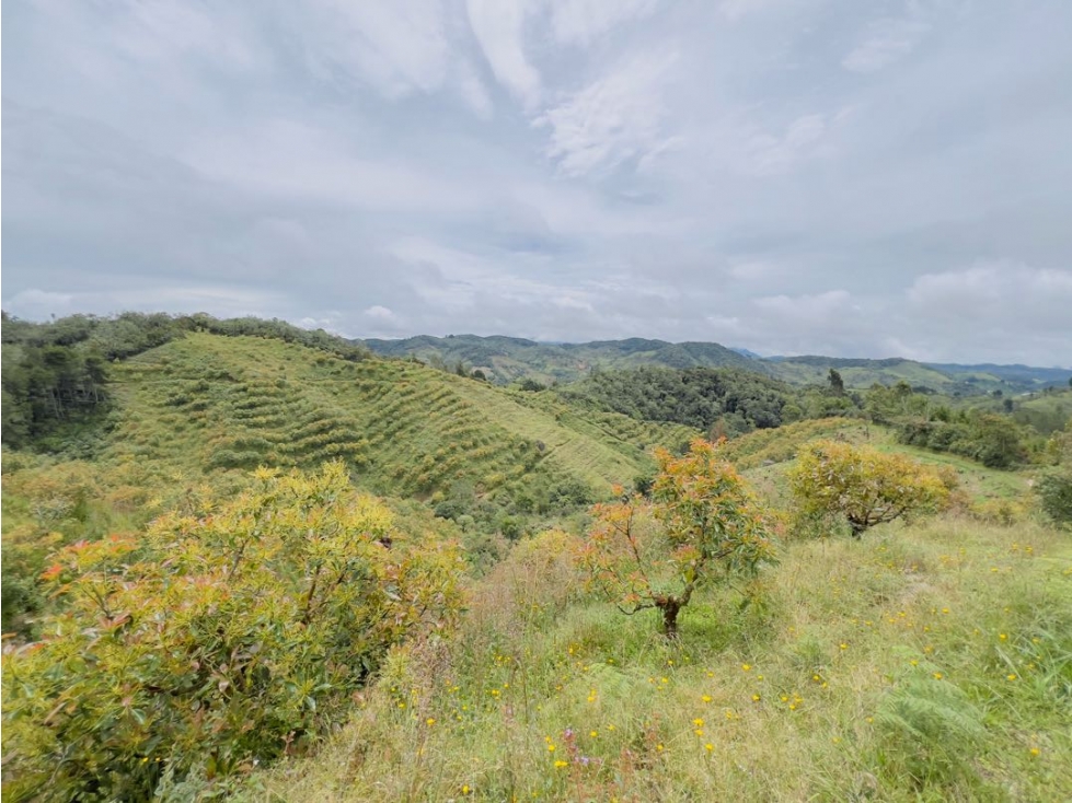 Finca 17 HAS En Granada Antioquia Vereda El Concilio $6.000M - 5