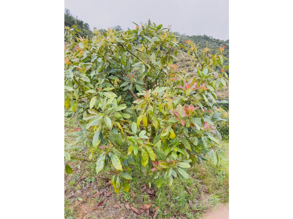 Finca 17 HAS En Granada Antioquia Vereda El Concilio $6.000M - 6