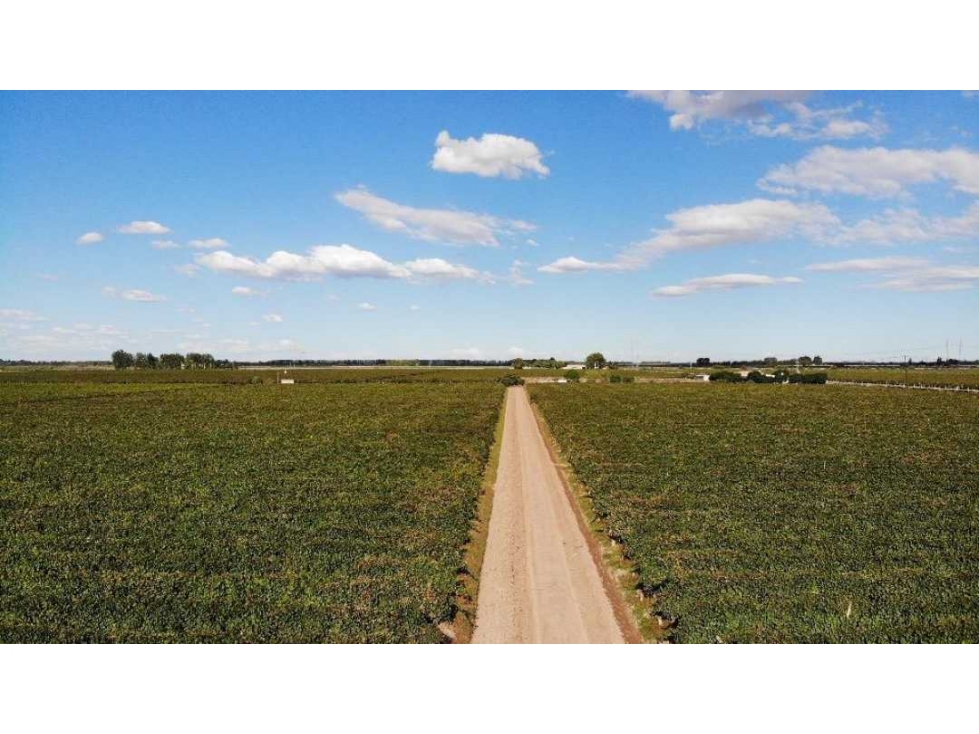 VENTA DE HERMOSA FINCA 25 HAS EN LOS ÁLAMOS- MAIPÚ. - 2