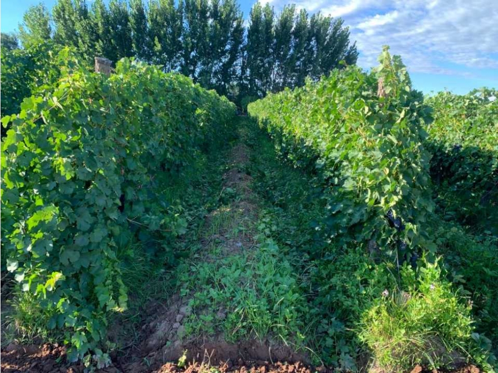 VENTA DE HERMOSA FINCA 25 HAS EN LOS ÁLAMOS- MAIPÚ. - 3