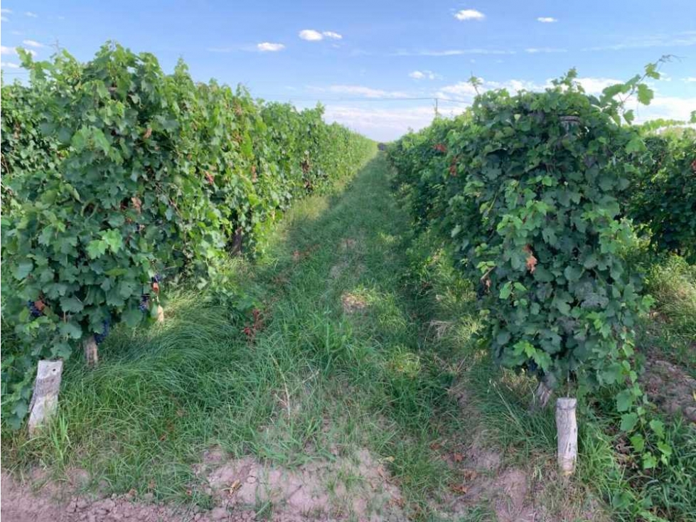 VENTA DE HERMOSA FINCA 25 HAS EN LOS ÁLAMOS- MAIPÚ. - 4