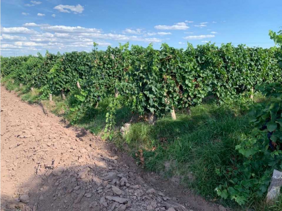 VENTA DE HERMOSA FINCA 25 HAS EN LOS ÁLAMOS- MAIPÚ. - 5