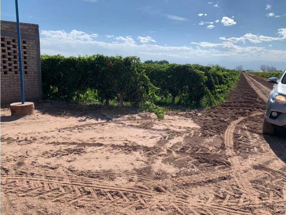 VENTA DE HERMOSA FINCA 25 HAS EN LOS ÁLAMOS- MAIPÚ. - 6