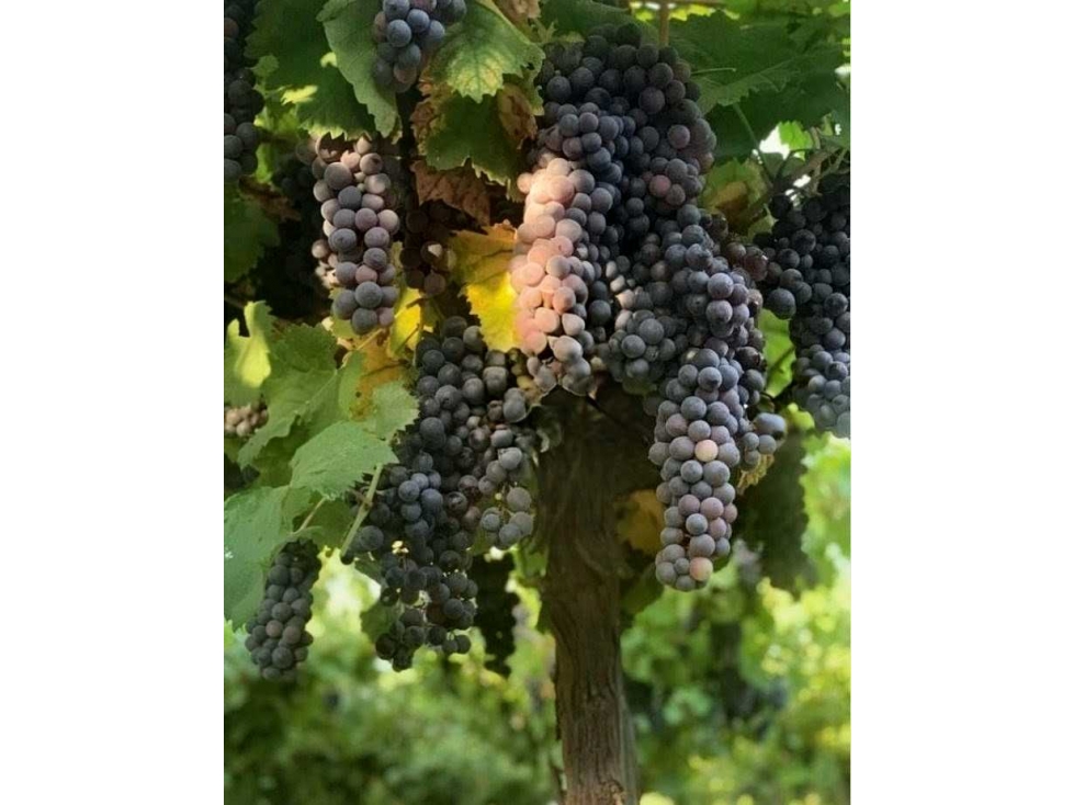FINCA 30 HECTAREAS, SAN FRANCISCO, MENDOZA, ARGENTINA - 2