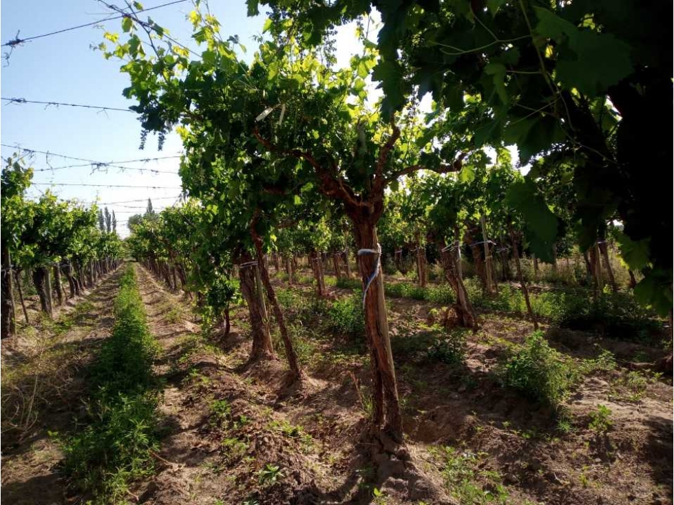 ¡OPORTUNIDAD ÃNICA! VENTA FINCA 5 HAS PHILLIPS, JUNÃN - 2