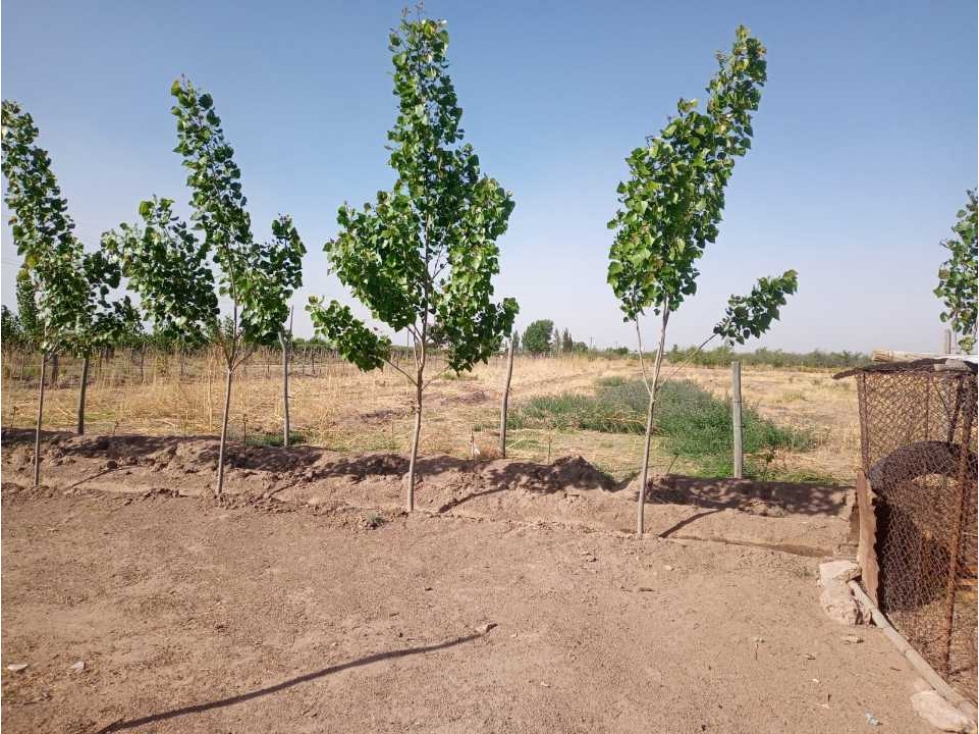 ¡OPORTUNIDAD ÃNICA! VENTA FINCA 5 HAS PHILLIPS, JUNÃN - 4