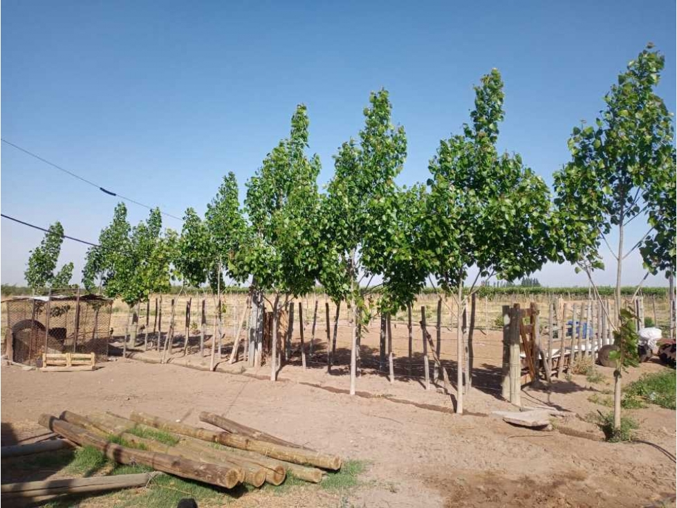 ¡OPORTUNIDAD ÃNICA! VENTA FINCA 5 HAS PHILLIPS, JUNÃN - 5