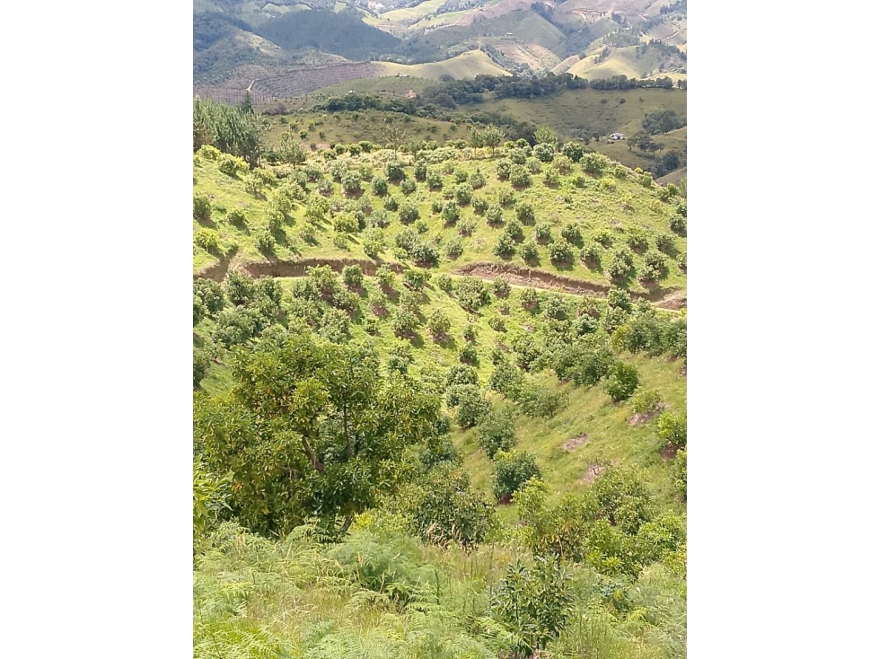FINCA ABEJORRAL AGUACATE EL GUAICO