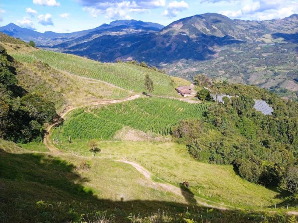 FINCA ABEJORRAL (ANTIOQUIA ) - 1