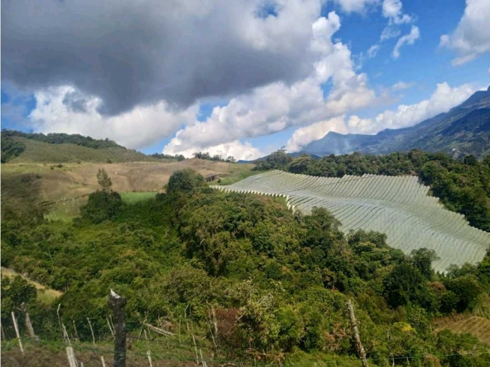 FINCA ABEJORRAL (ANTIOQUIA ) - 2
