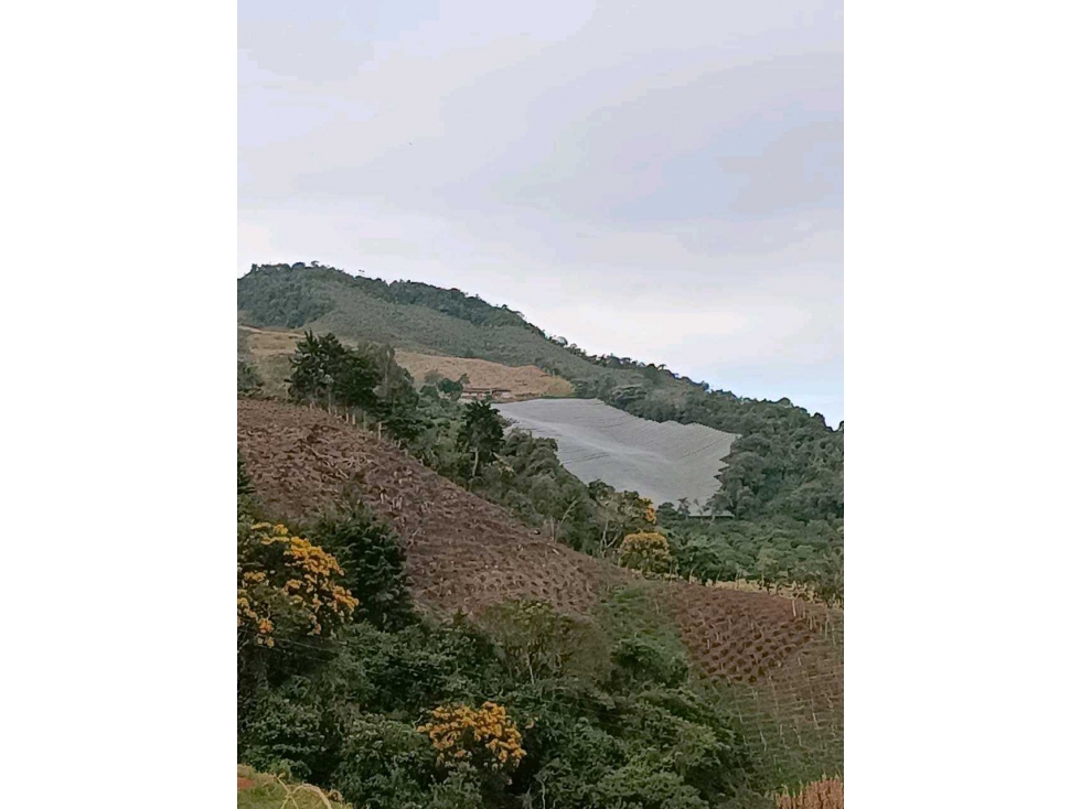 FINCA ABEJORRAL (ANTIOQUIA ) - 3