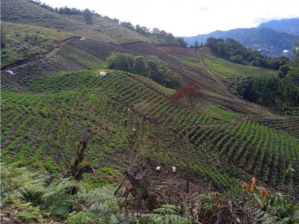 FINCA ABEJORRAL (ANTIOQUIA ) - 4
