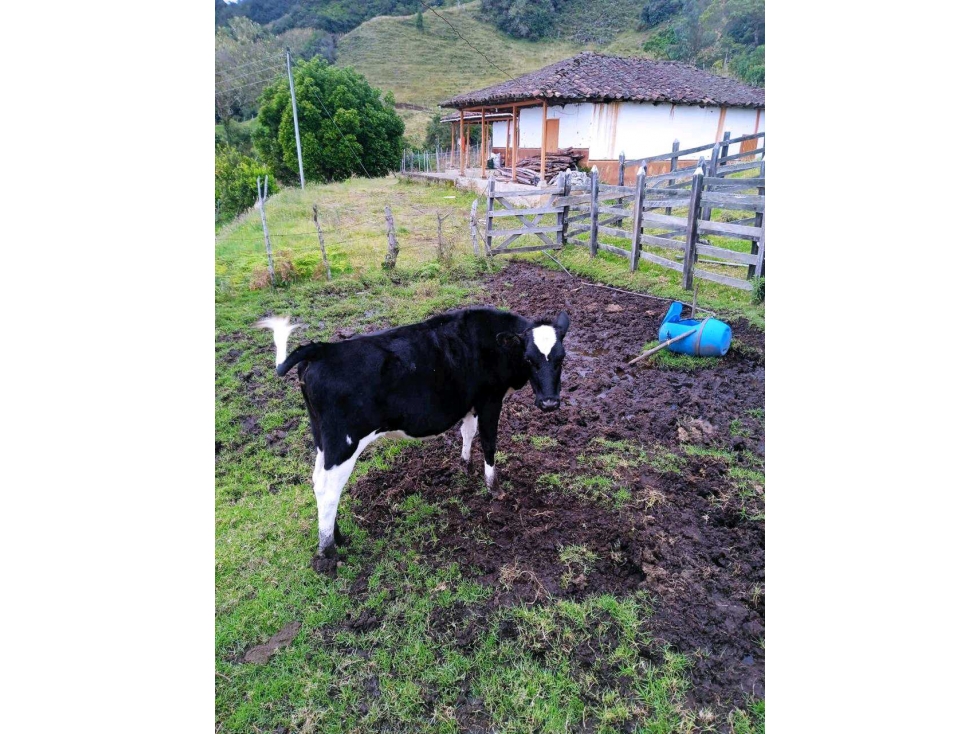 FINCA ABEJORRAL (ANTIOQUIA ) - 5