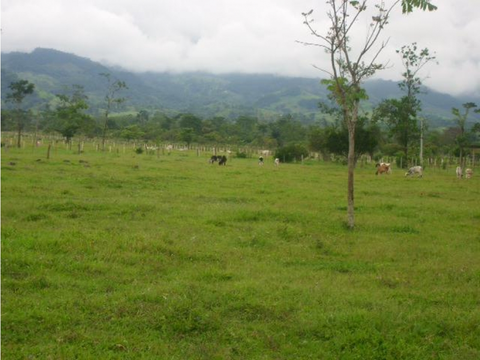 Finca, Acacías, Meta - 1