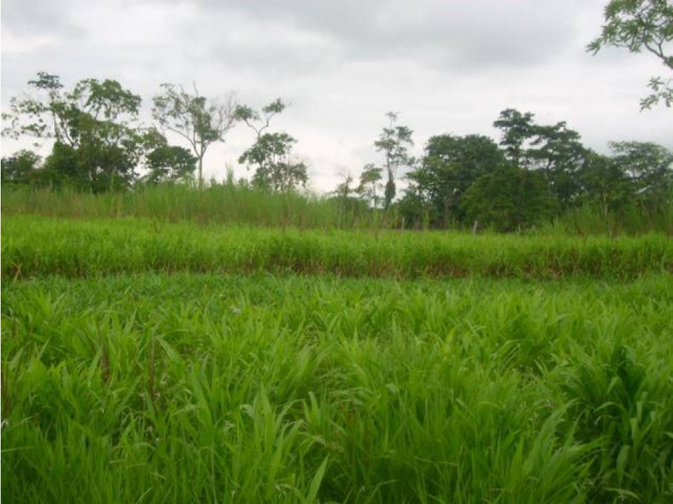 Finca, Acacías, Meta - 2