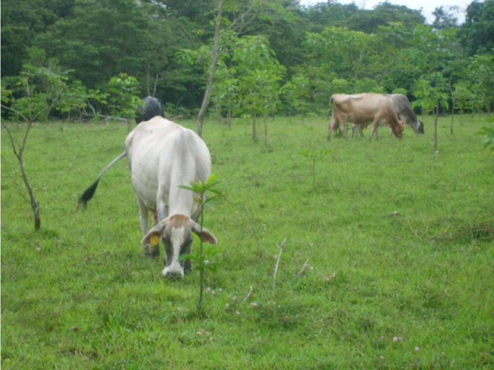 Finca, Acacías, Meta - 3