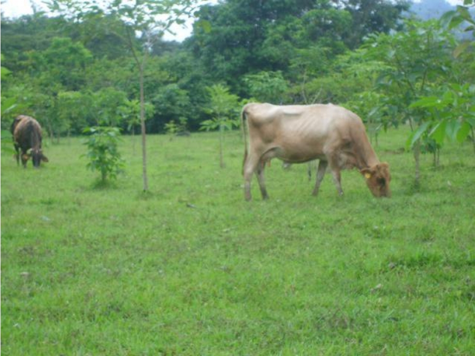 Finca, Acacías, Meta - 4