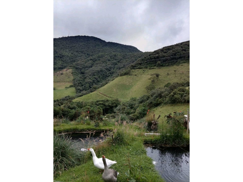 FINCA AGROPECUARIA Y TURÍSTICA DE 29 HECTÁREAS EN VENTA - 3