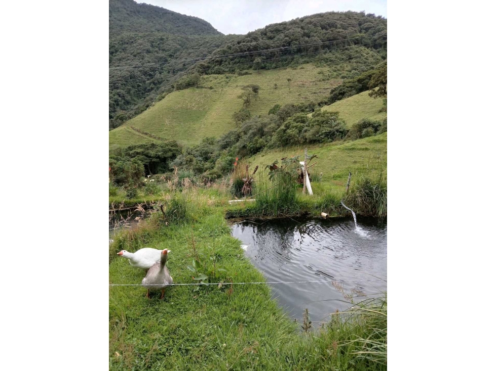 FINCA AGROPECUARIA Y TURÍSTICA DE 29 HECTÁREAS EN VENTA - 4