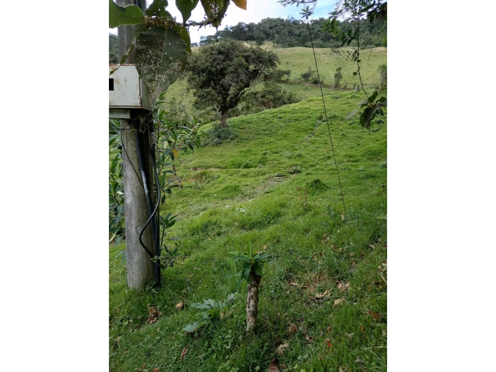 FINCA AGROPECUARIA Y TURÍSTICA DE 29 HECTÁREAS EN VENTA - 6