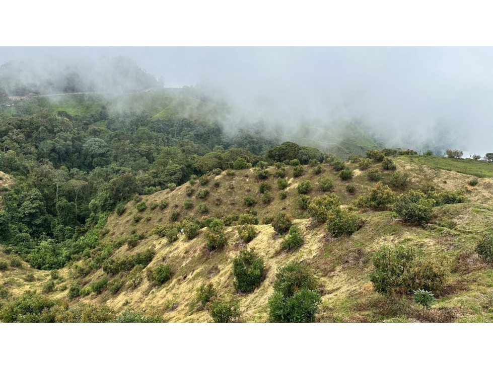 FINCA AGUACATE HAS PADUA TOLIMA - 3