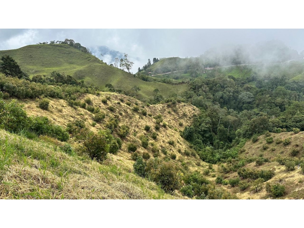 FINCA AGUACATE HAS PADUA TOLIMA - 4