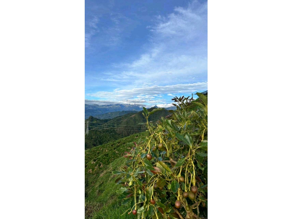 Finca Aguacatera en Fresno Tolima - 5