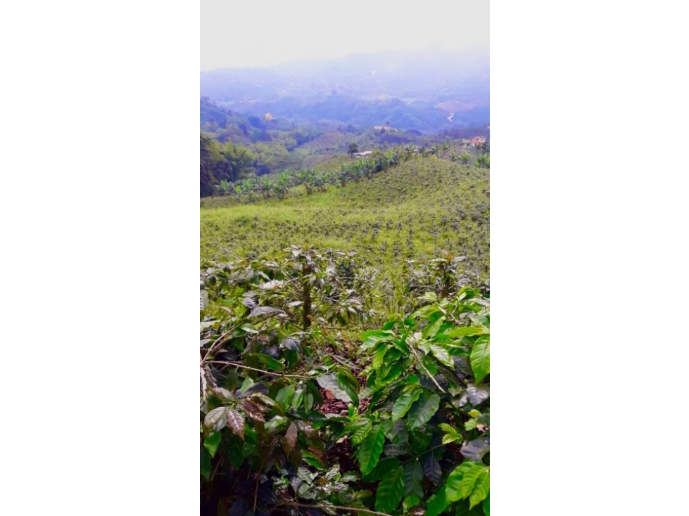 Finca Cafetera en Venta en Santa Rosa de Cabal - 70 Cuadras — foto 3