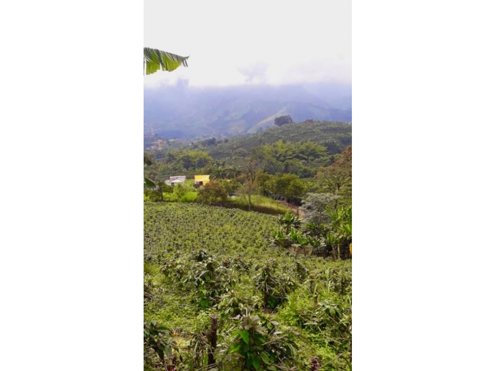 Finca Cafetera en Venta en Santa Rosa de Cabal - 70 Cuadras — foto 4