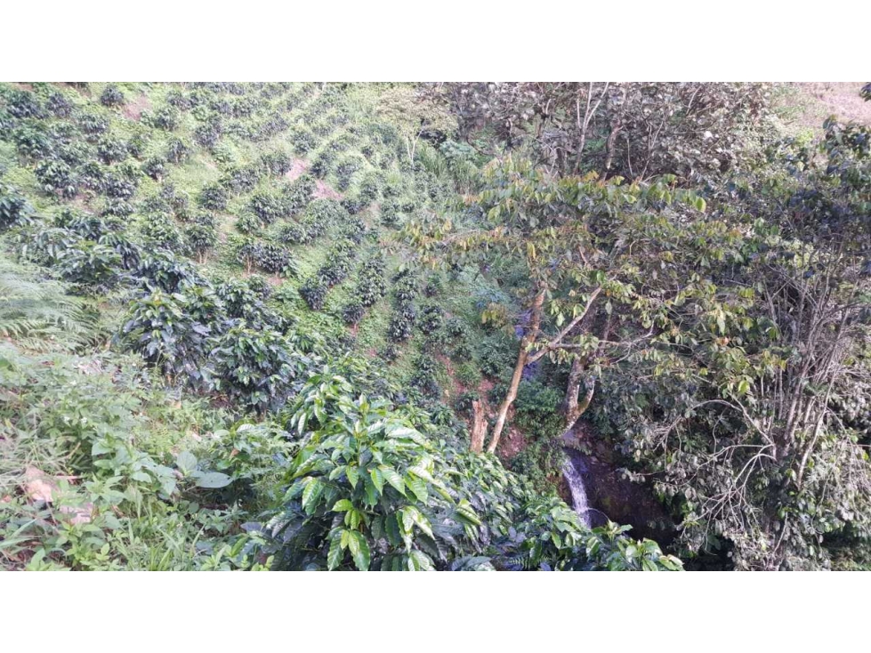 FINCA CAFETERA EN VENTA BELÉN DE UMBRÍA (RISARALDA) - 2