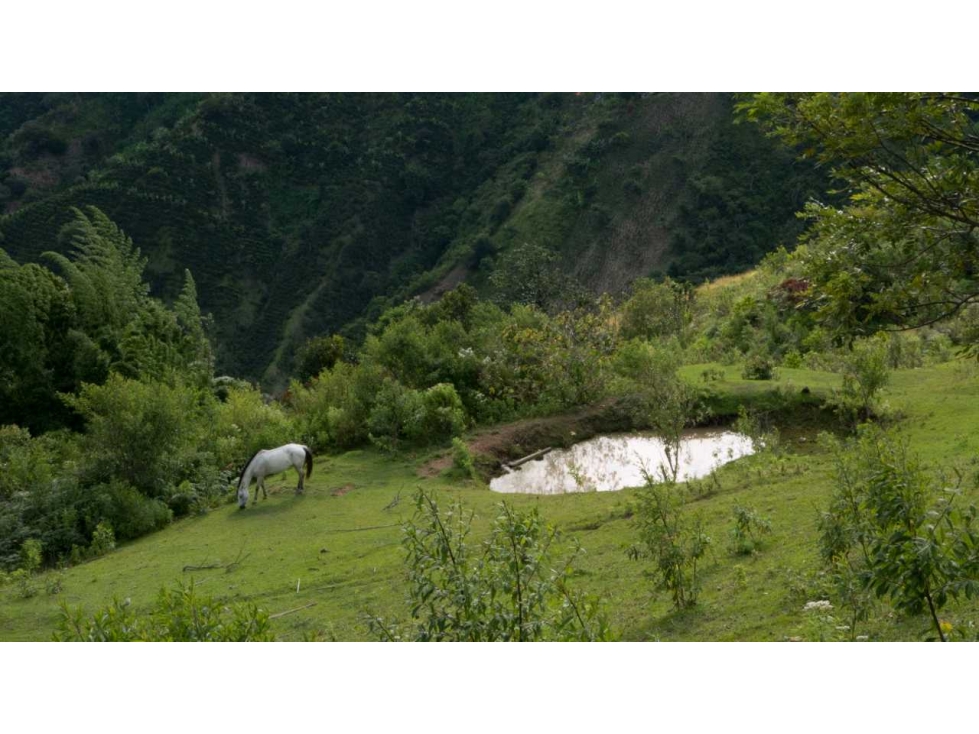 FINCA CAFETERA EN VENTA BELÉN DE UMBRÍA (RISARALDA) - 3
