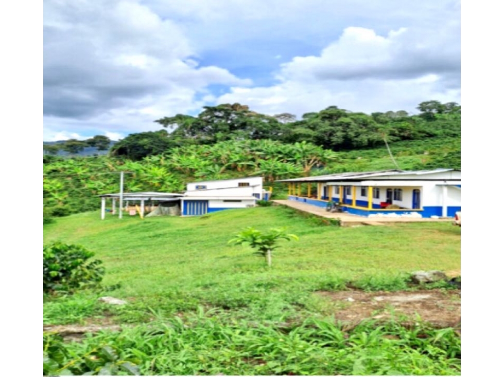 Finca Cafetera En Venta Caicedonia Valle - 1