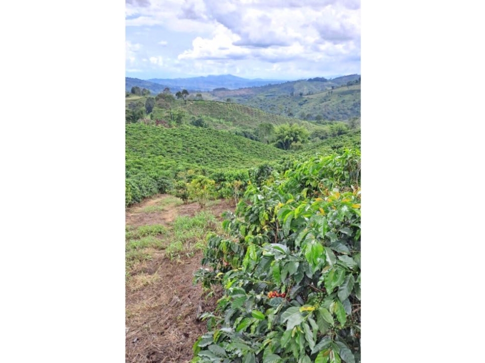 Finca Cafetera En Venta Caicedonia Valle - 2