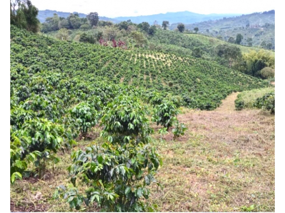 Finca Cafetera En Venta Caicedonia Valle - 3