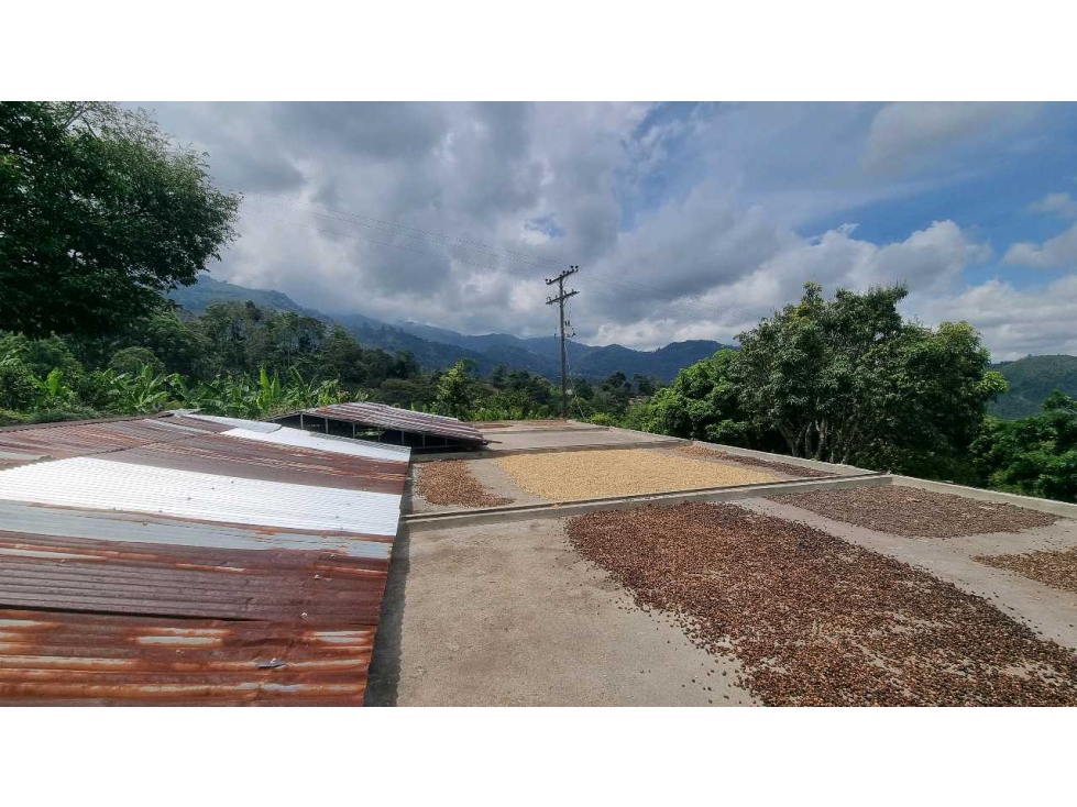 Finca cafetera para la venta en Córdoba excelente vista - 4