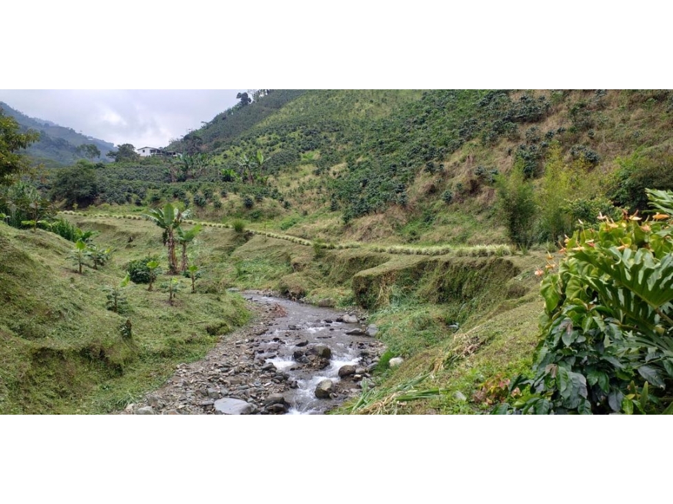 Finca Cafetera en Venta en Santa Rosa de Cabal - 150 Cuadras