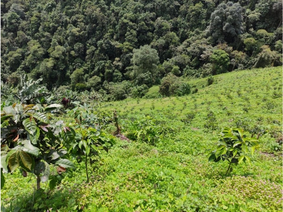 Finca Cafetera en Venta en Santa Rosa de Cabal - 150 Cuadras — foto 6