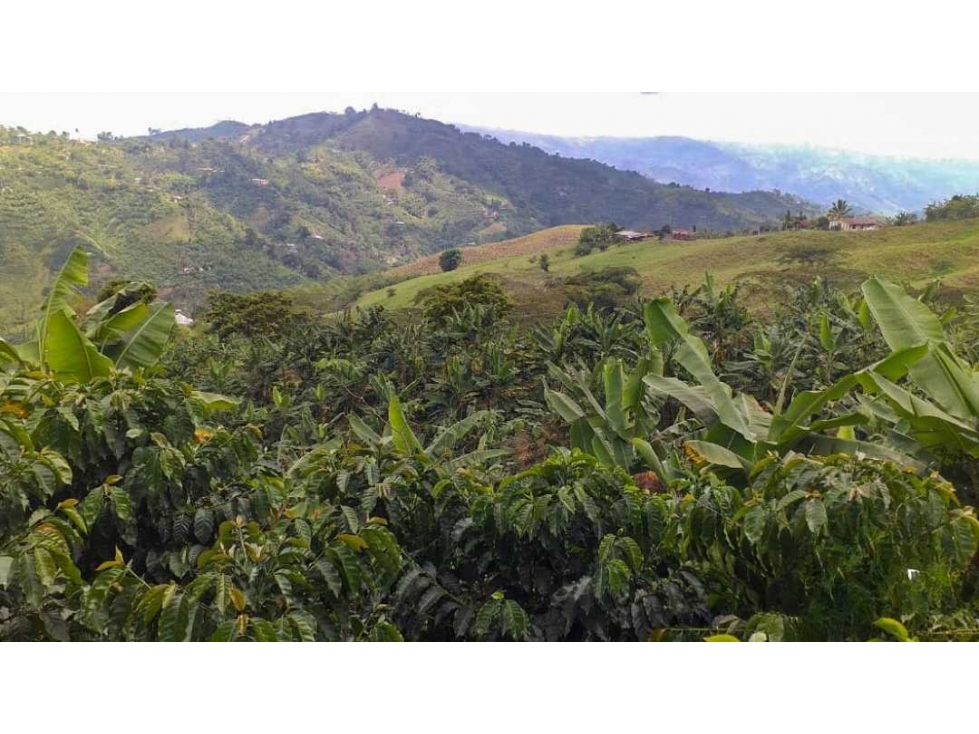 Finca cafetera tecnificada vía Marsella