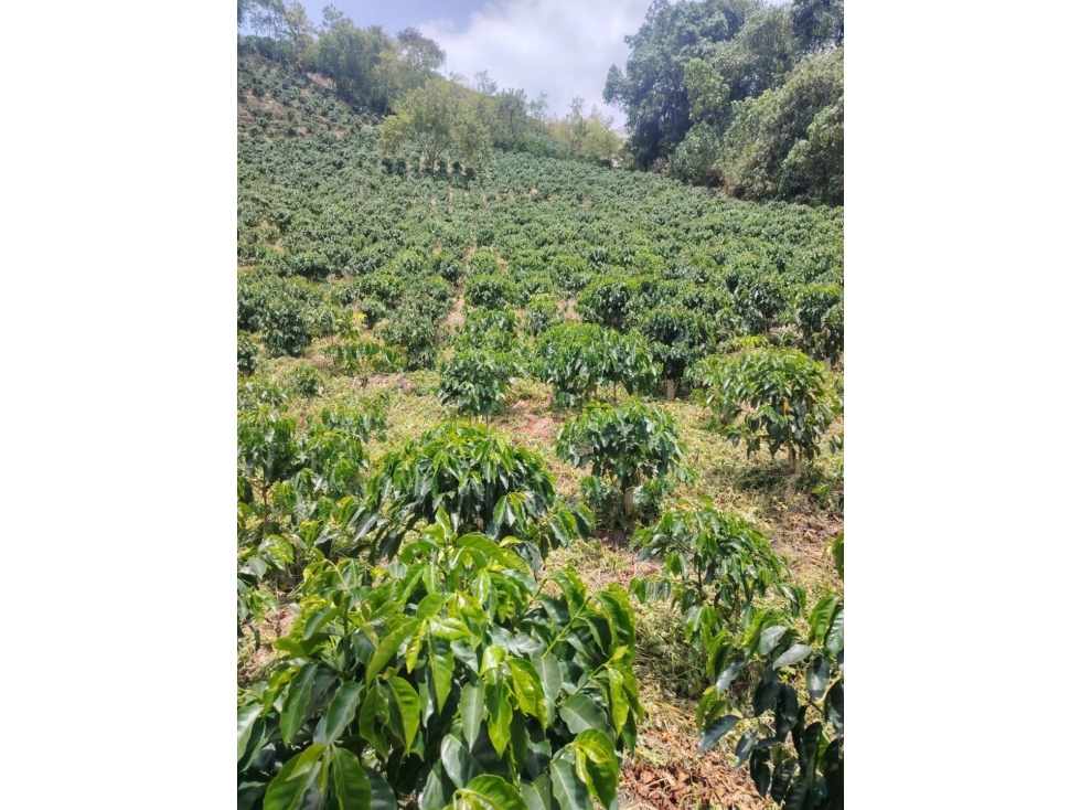 Finca Cafetera Vía Neira Vereda Santa Rita — foto 6