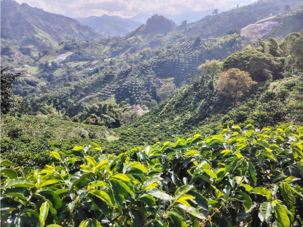Finca Cafetera Vía Neira Vereda Santa Rita