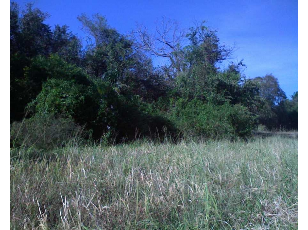 FINCA CON QUEBRADA / CERCA DEL MAR / JUAN HOMBRON / 6.5 HECTÁREAS — foto 6