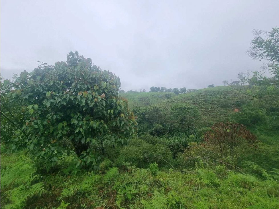Finca con rio, nacimiento, cascada y vista panoramica 9 km de Filandia - 4