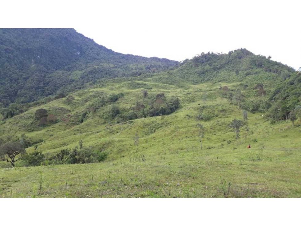 Finca Córdoba en pasto con bosque y nacimientos
