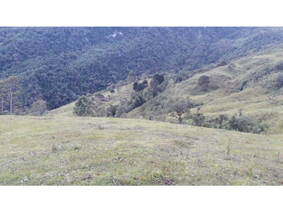 Finca Córdoba en pasto con bosque y nacimientos — foto 5