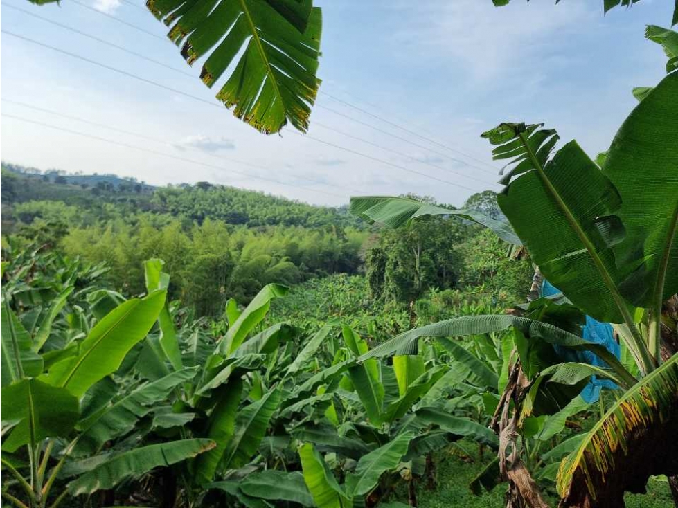 Finca cultivada en Cafe y platano excelente ubicación Sevilla - 1