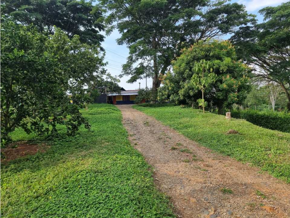 Finca cultivada en Cafe y platano excelente ubicación Sevilla - 2
